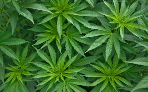 Hemp/Cannabis plant